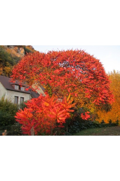 Rhus typhina з яскравим осіннім забарвленням.