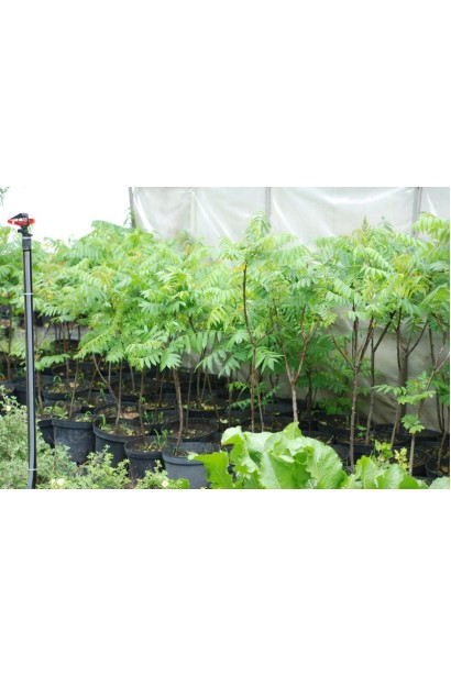 Саджанці оцтового дерева в садовому центрі