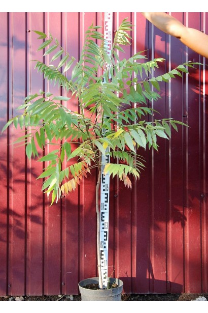 Саджанець оцтового дерева для декоративного саду.