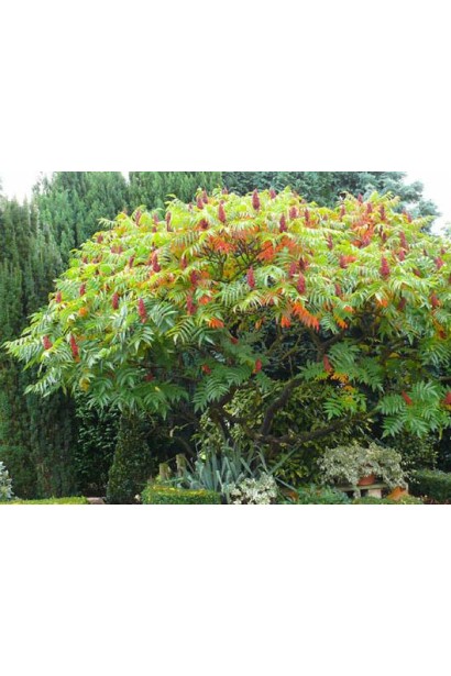 Сумах пухнастий – чагарник із червоними плодами.