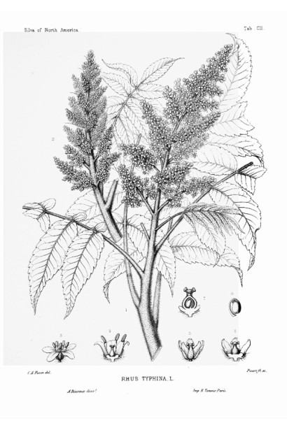 Rhus typhina