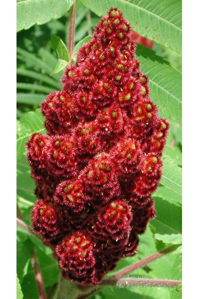 Сумах пухнастий із червоними суцвіттями.