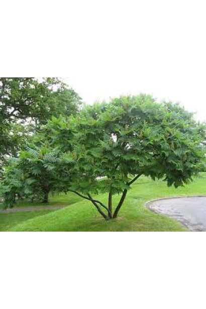 Сумах пухнастий – декоративне оцтове дерево.