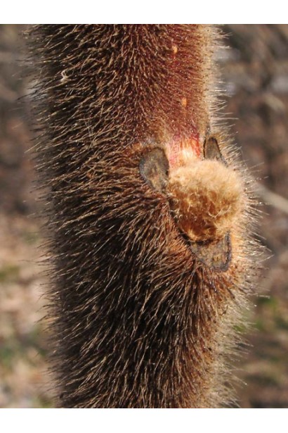 Сумах пухнастий / Оцтове дерево Стовбур