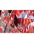 Сумах пухнастий / Оцтове дерево | Сумах пушистый Уксусное дерево | Rhus typhina
