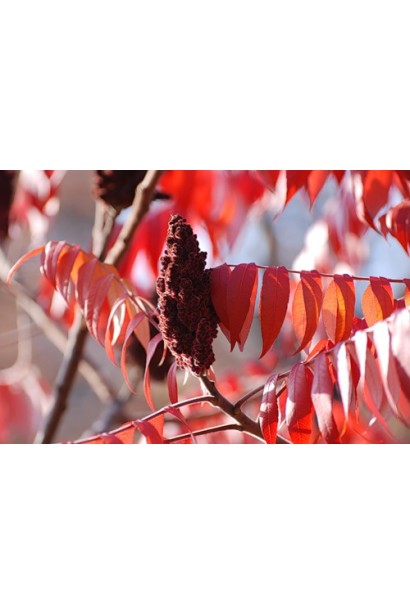 Листя сумаху пухнастого в осінніх відтінках.