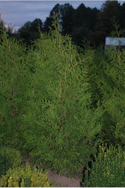 Thuja occidentalis 