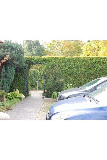 Класична форма туї західної для парків.