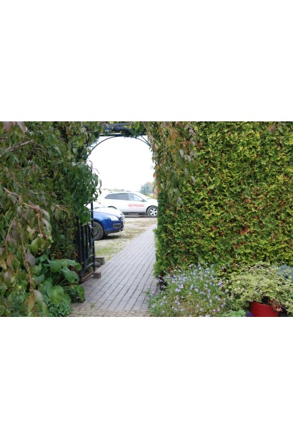 Вічнозелена туя жива огорожа