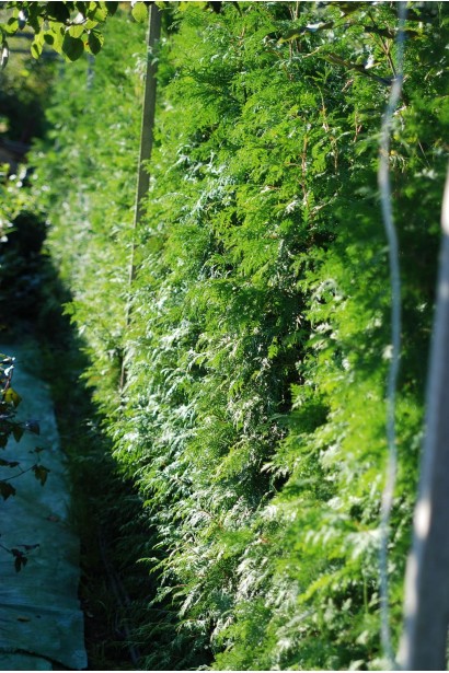 Західна туя з насиченим зеленим кольором.