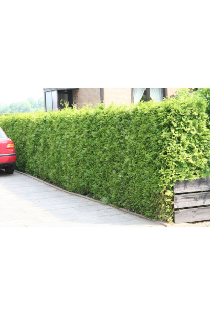 Жива огорожа із туї західної