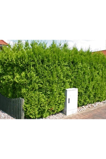 Вічнозелена туя для живоплоту