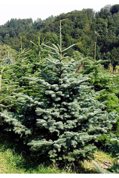 Ялиця одноколірна блакитна