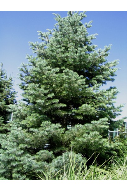 Abies concolor Glauca