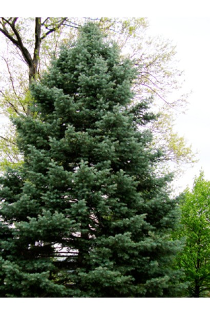 Хвоя Glauca: декоративна, з ніжним сріблястим блиском, ідеальна для ландшафту.