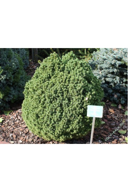 Ялина канадська Альберта Глобе | Picea glauca Alberta GlobeЕль канадская Альберта Глобе | Picea glauca Alberta Globe