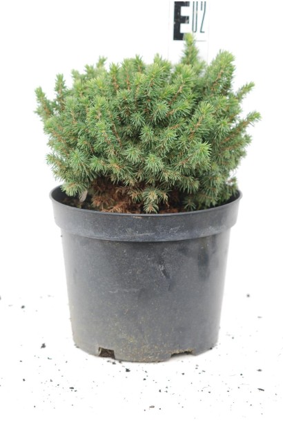 Ялина канадська Альберта Глобе | Picea glauca Alberta GlobeЕль канадская Альберта Глобе | Picea glauca Alberta Globe