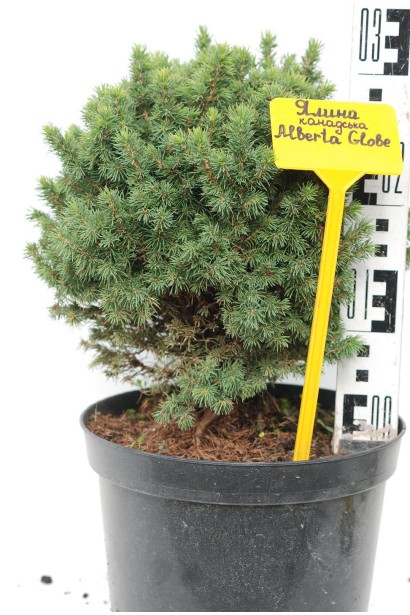 Ялина канадська Альберта Глобе | Picea glauca Alberta GlobeЕль канадская Альберта Глобе | Picea glauca Alberta Globe