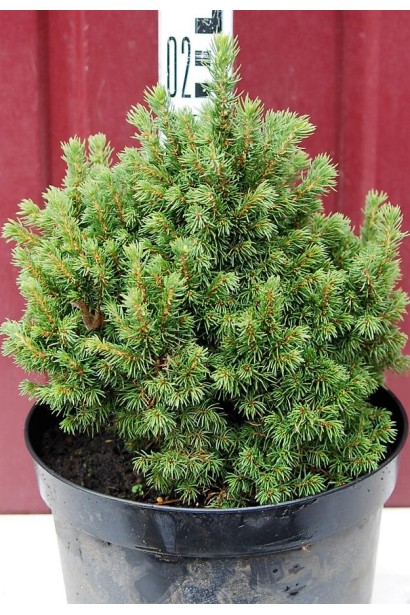 Ялина канадська Альберта Глобе | Picea glauca Alberta GlobeЕль канадская Альберта Глобе | Picea glauca Alberta Globe