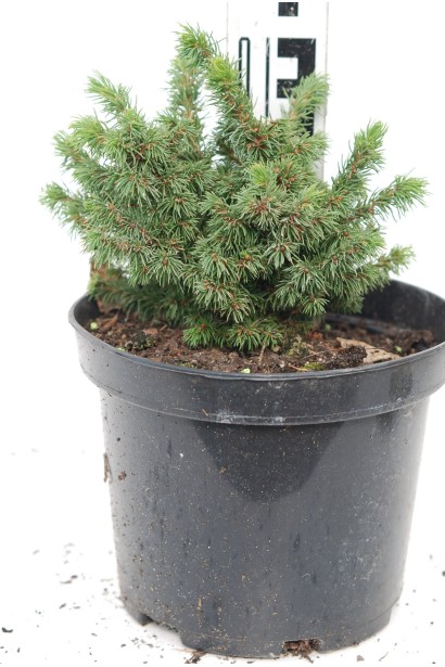Picea glauca Alberta Globe