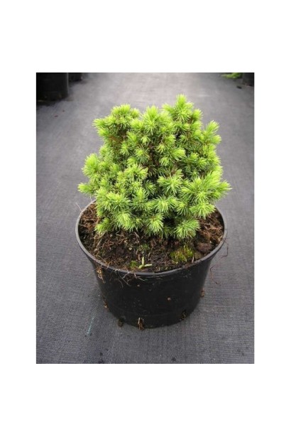 Ялина канадська Альберта Глобе | Picea glauca Alberta GlobeЕль канадская Альберта Глобе | Picea glauca Alberta Globe