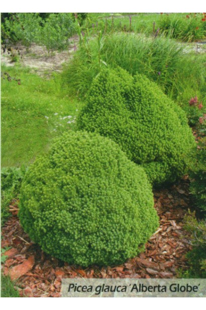 Ялина канадська Альберта Глобе | Picea glauca Alberta GlobeЕль канадская Альберта Глобе | Picea glauca Alberta Globe