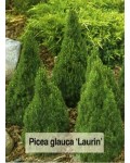 Ель канадская Лаурин | Ялина канадська Лаурін | Picea glauca Laurin
