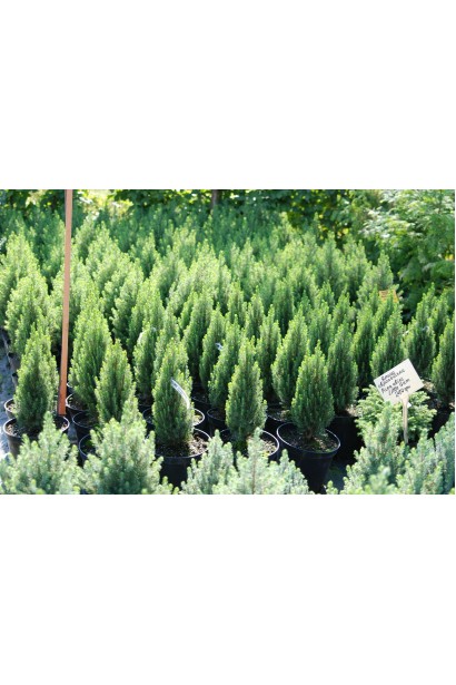 Ялина канадська Laurin в розсаднику