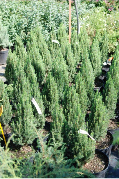 Ялина канадська Лаурін саджанці в садовому центрі