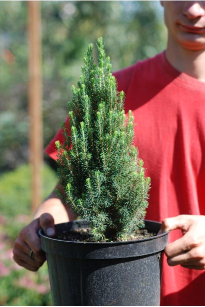 Ялина канадська Лаурін контейнер 3 л