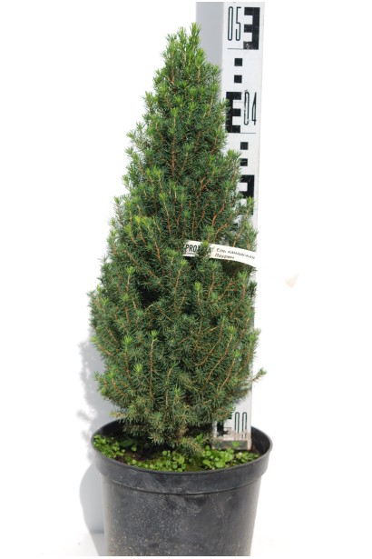 Ялина канадська Лаурін в горщику 3 л 40-50 см