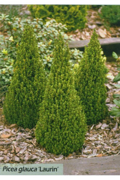 Ялина канадська Лаурін