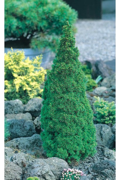 Ялина канадська Лаурін яскраво-зелена хвоя