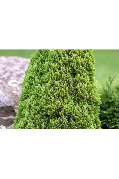 Ялина сиза Лаурін 