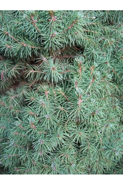 Ялина біла Лаурін