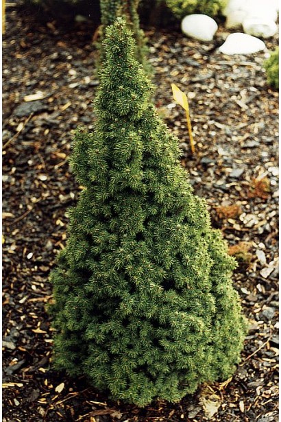 Ялина канадська Лаурін карликовий сорт