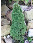 Ялина канадська Лаурін | Ель канадская Лаурин | Picea glauca Laurin