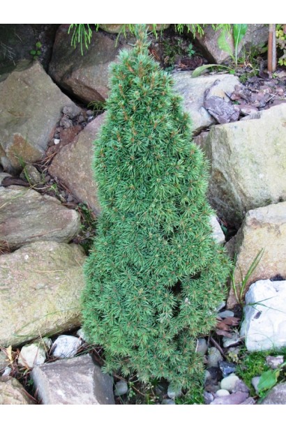 Picea glauca Laurin