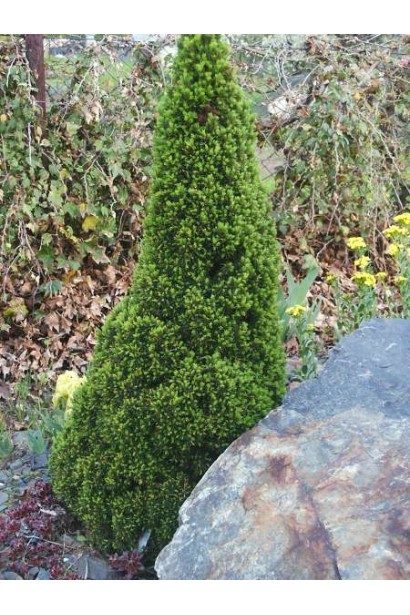 Picea Laurin