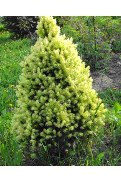 Ель Rainbows Еnd ярко-желтая молодая хвоя летом