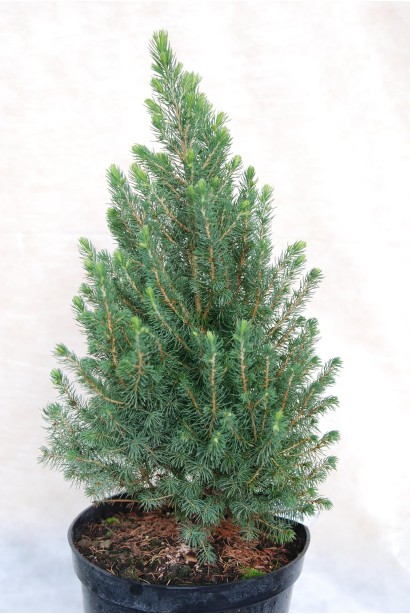 Ель канадская Рейнбоуз Энд