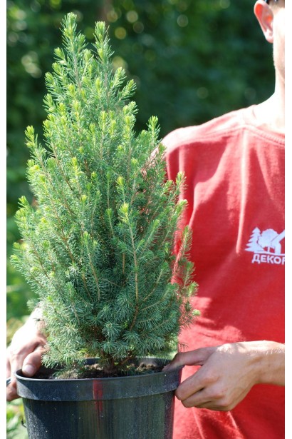 Ель канадская Рейнбоуз Энд контейнер 3 л