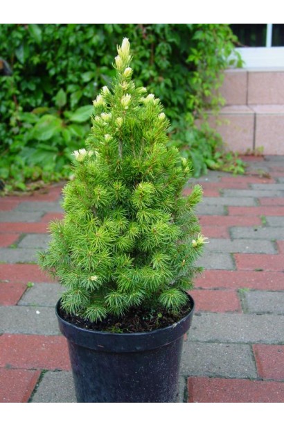 Ель канадская Рейнбоуз Энд зеленый весенний прирост хвои