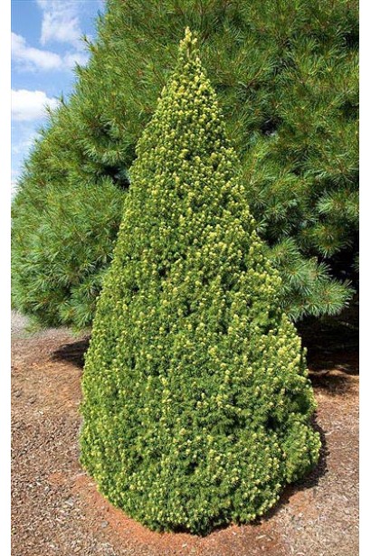 Ель карликовая Рейнбоуз Энд