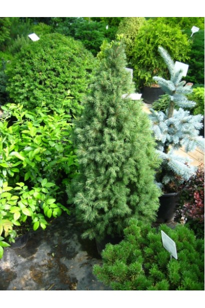 Ель канадская Рейнбоуз Энд в ландшафте