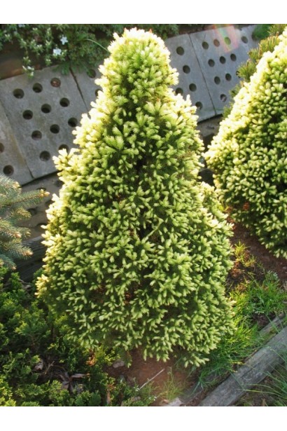 Picea glauca Rainbows Еnd