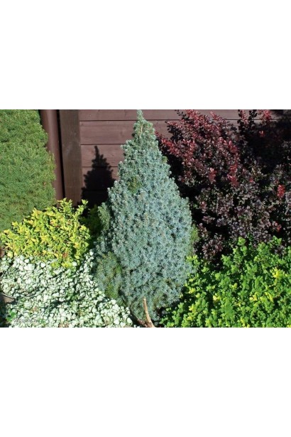 Ялина канадська Сандерс Блю ландшафтний дизайн