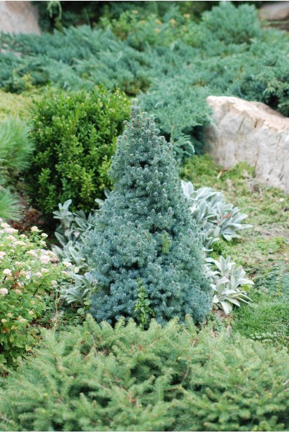 Ялина канадська Сандерс Блю