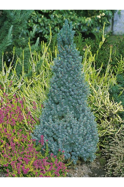 Ялина Sanders Blue в ландшафті