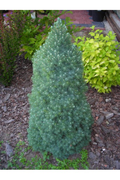Picea canadensis Sanders Blue